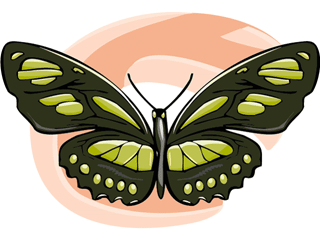 Butterflies graphics