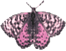 Butterflies graphics