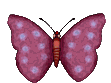 Butterflies graphics