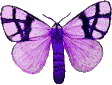 Butterflies graphics