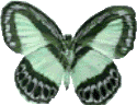 Butterflies graphics