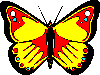 Butterflies graphics