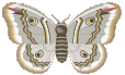 Butterflies graphics