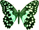 Butterflies graphics