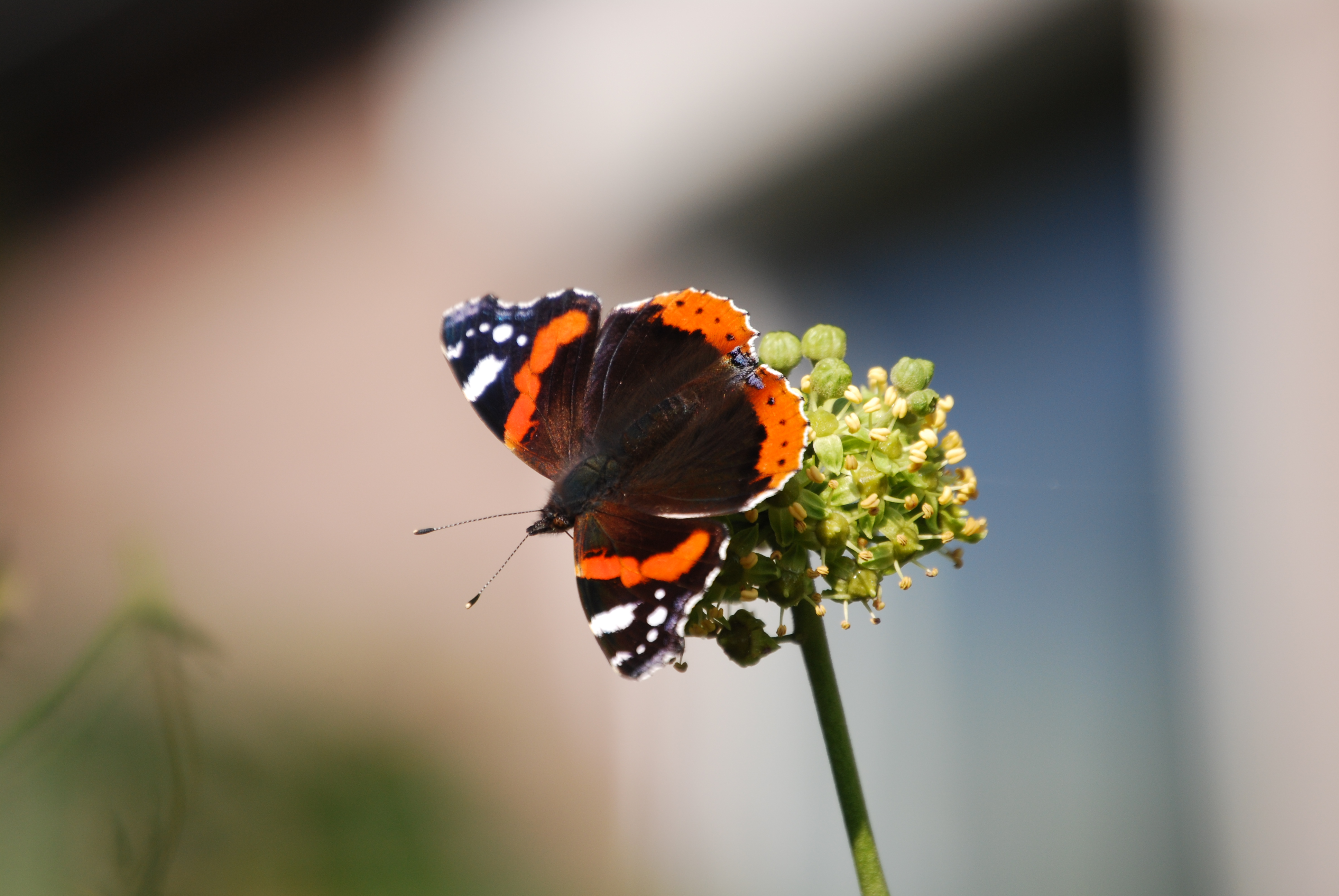 Butterflies graphics