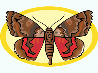 Butterflies graphics