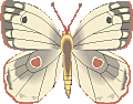 Butterflies graphics