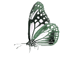 Butterflies graphics