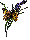 Butterflies graphics