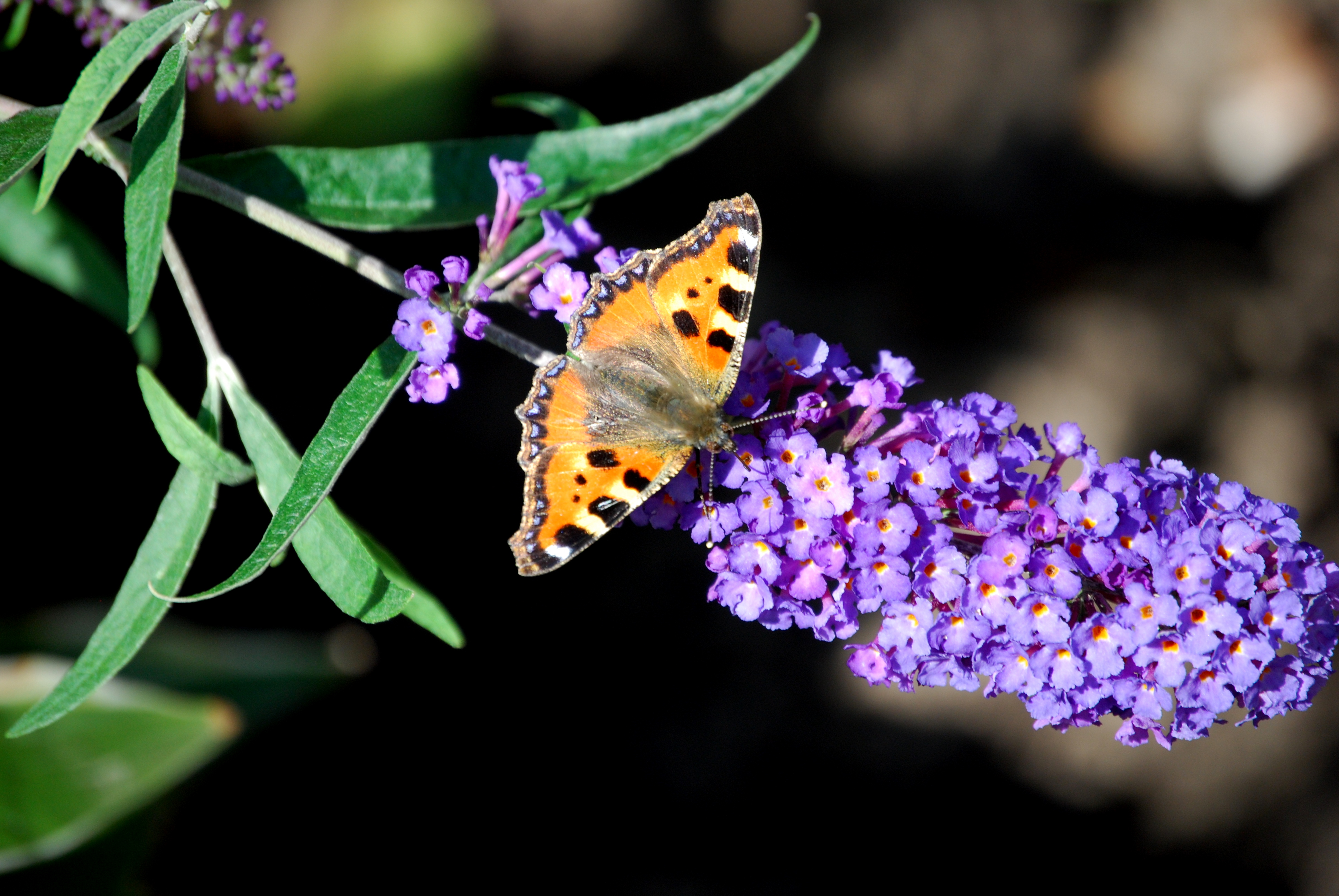 Butterflies graphics