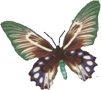 Butterflies graphics