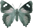 Butterflies graphics