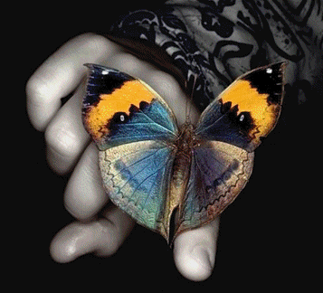 Butterflies graphics