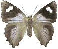 Butterflies graphics