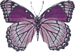 Butterflies graphics