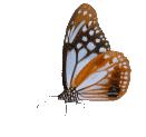 Butterflies graphics