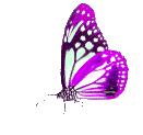Butterflies graphics
