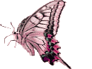 Butterflies graphics