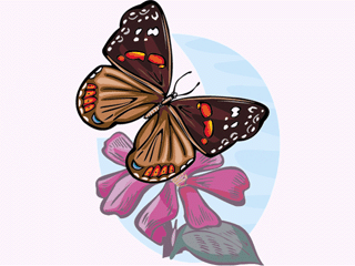 Butterflies graphics