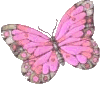 Butterflies graphics