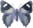 Butterflies graphics