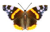 Butterflies graphics