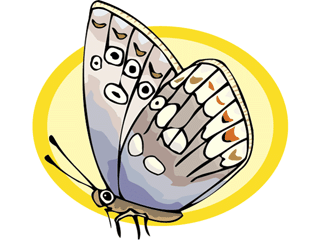 Butterflies graphics