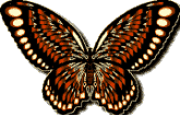 Butterflies graphics