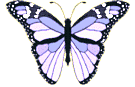 Butterflies graphics