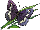Butterflies graphics