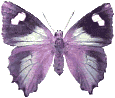 Butterflies graphics