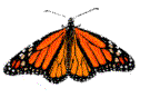 Butterflies graphics