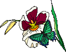 Butterflies graphics