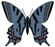 Butterflies graphics