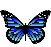 Butterflies graphics