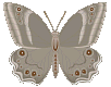Butterflies graphics