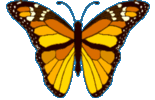 Butterflies graphics