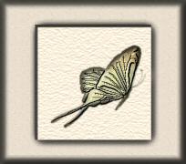 Butterflies graphics