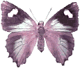 Butterflies graphics