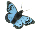 Butterflies graphics