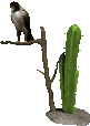 Cacti graphics