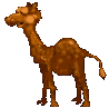 Camels graphics