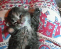 cute cat yawn