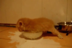 cat playing in the milk