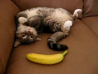 cat shocks when he see a banana