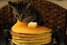 cat eating pancakes
