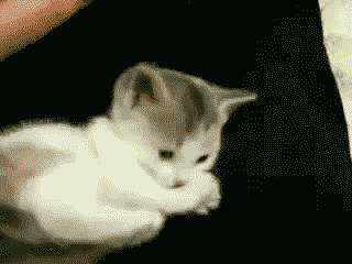 cat playing cute