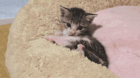 cute baby cat licking