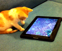 cat playing on ipad