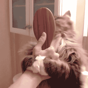 cat brushes hair